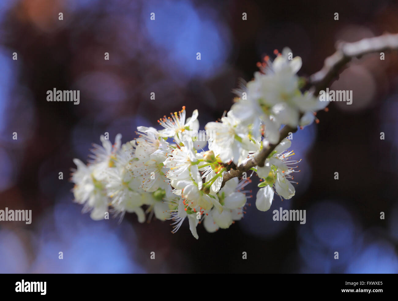 Heacham, Norfolk, Inghilterra, Regno Unito. 19 aprile 2016. Greengage blossom nel sole primaverile. Credito: Stuart Aylmer/Alamy Live News Foto Stock