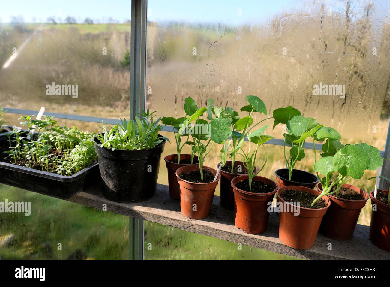 Piante nasturtium piantine che crescono in vasi su una mensola per finestre a serra in aprile primavera a Carmarthenshire Galles UK KATHY DEWITT Foto Stock
