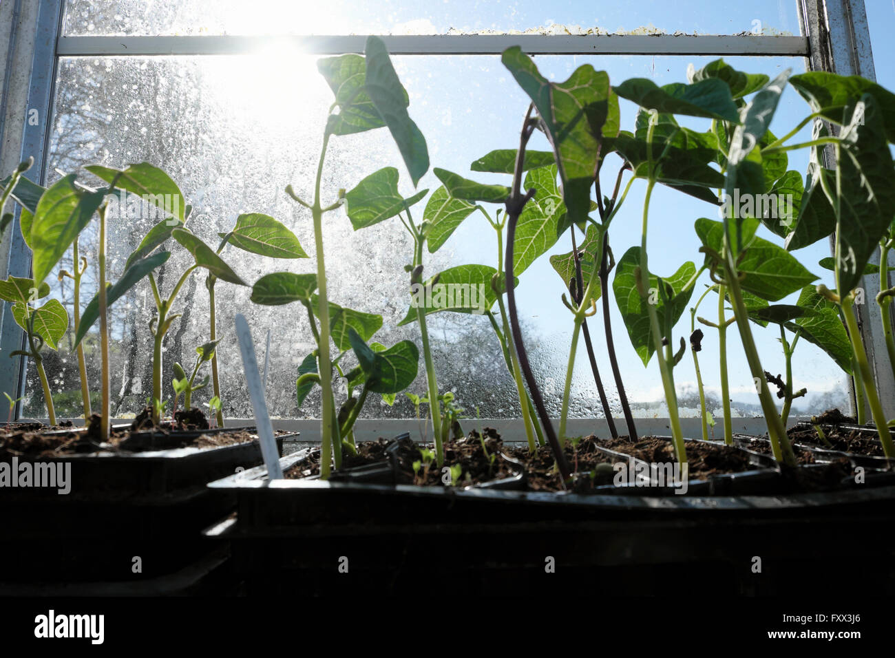 Runner fagiolo piante giovani pianta che crescono in un vassoio interno all'interno di una serra nel mese di aprile Galles Regno Unito Gran Bretagna KATHY DEWITT Foto Stock