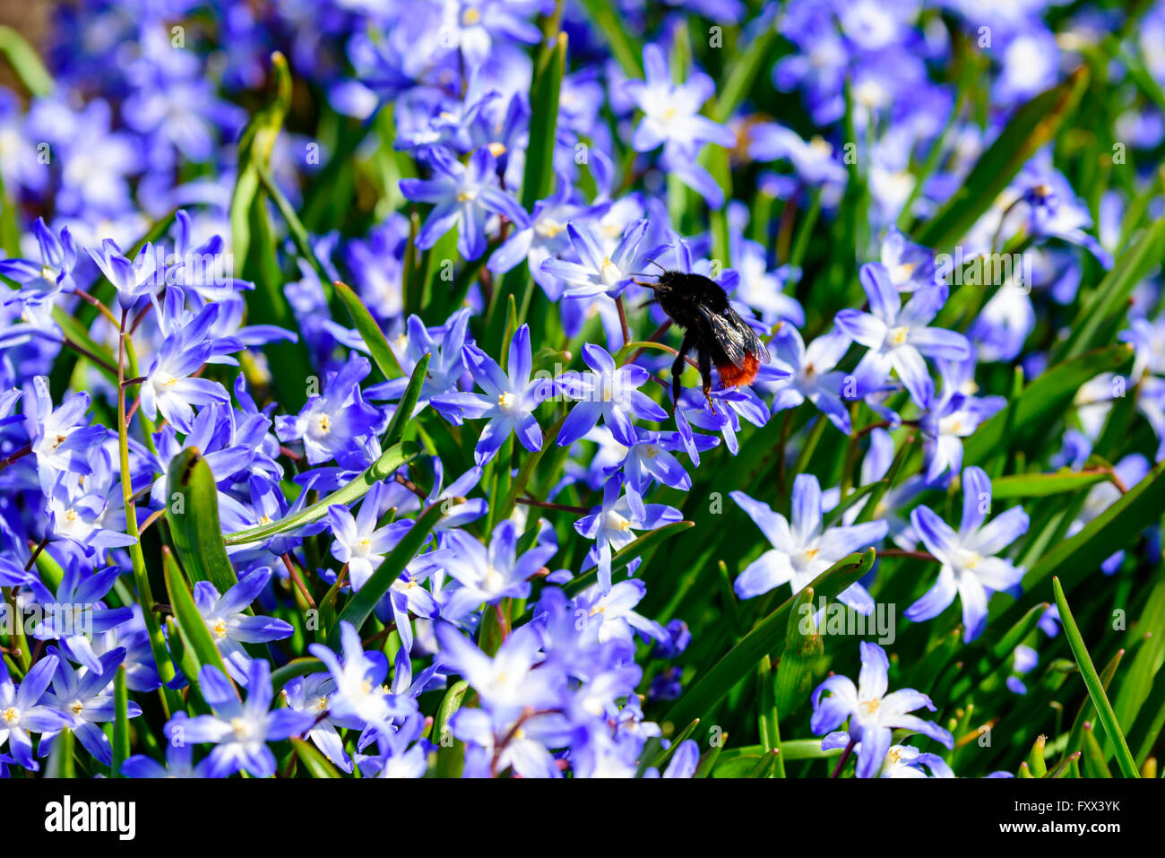 Bombus lapidaries, red-tailed bumblebee, qui si vede l'alimentazione su alcune blue scilla in primavera. Foto Stock