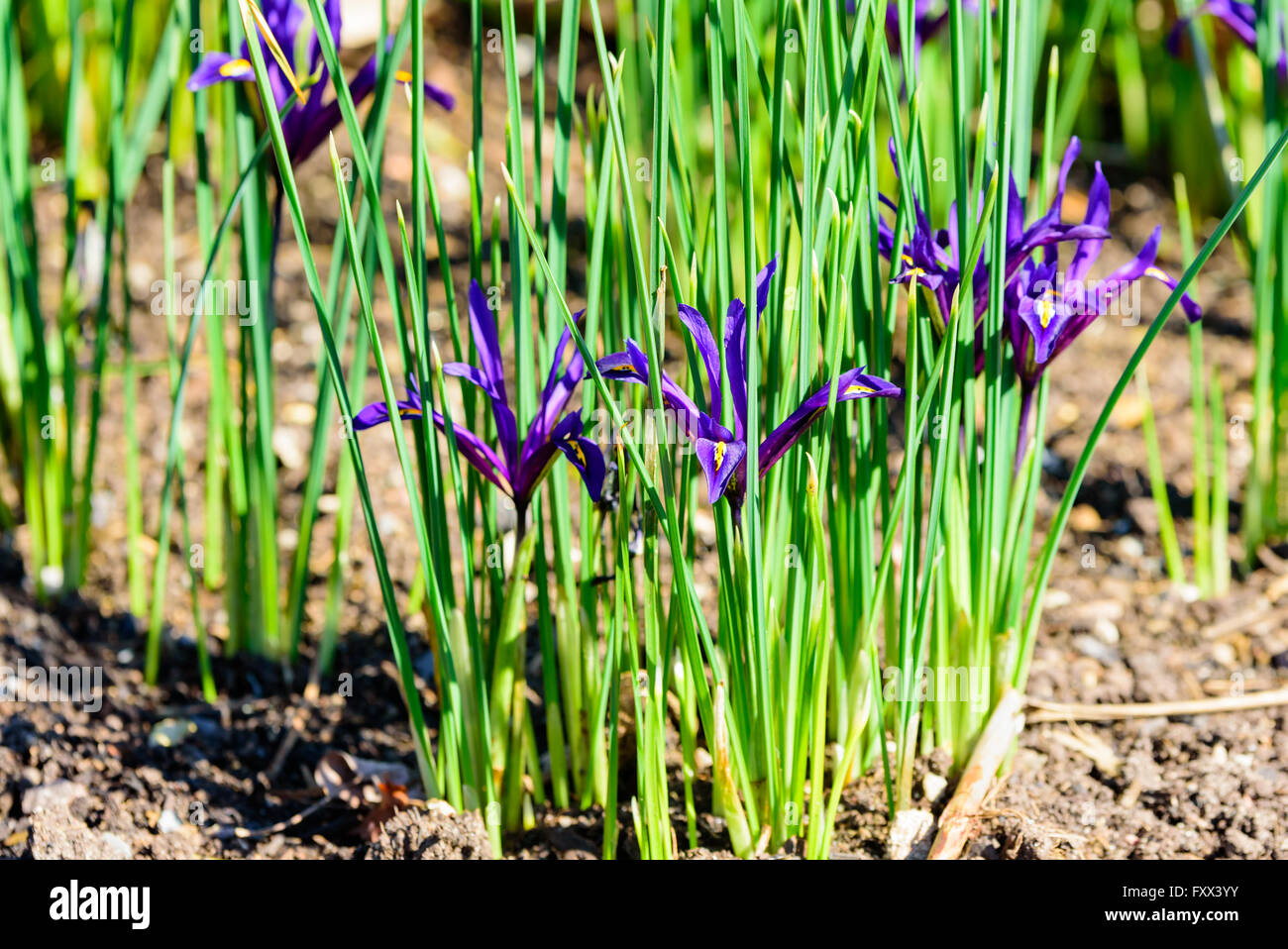 Iris reticolare, il diaframma reticolare, qui visto dal lato in primavera con i suoi delicati fiori viola tra il verde verti Foto Stock
