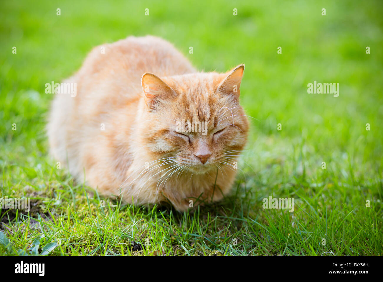 Ritratto di red-headed sleepy cat Foto Stock