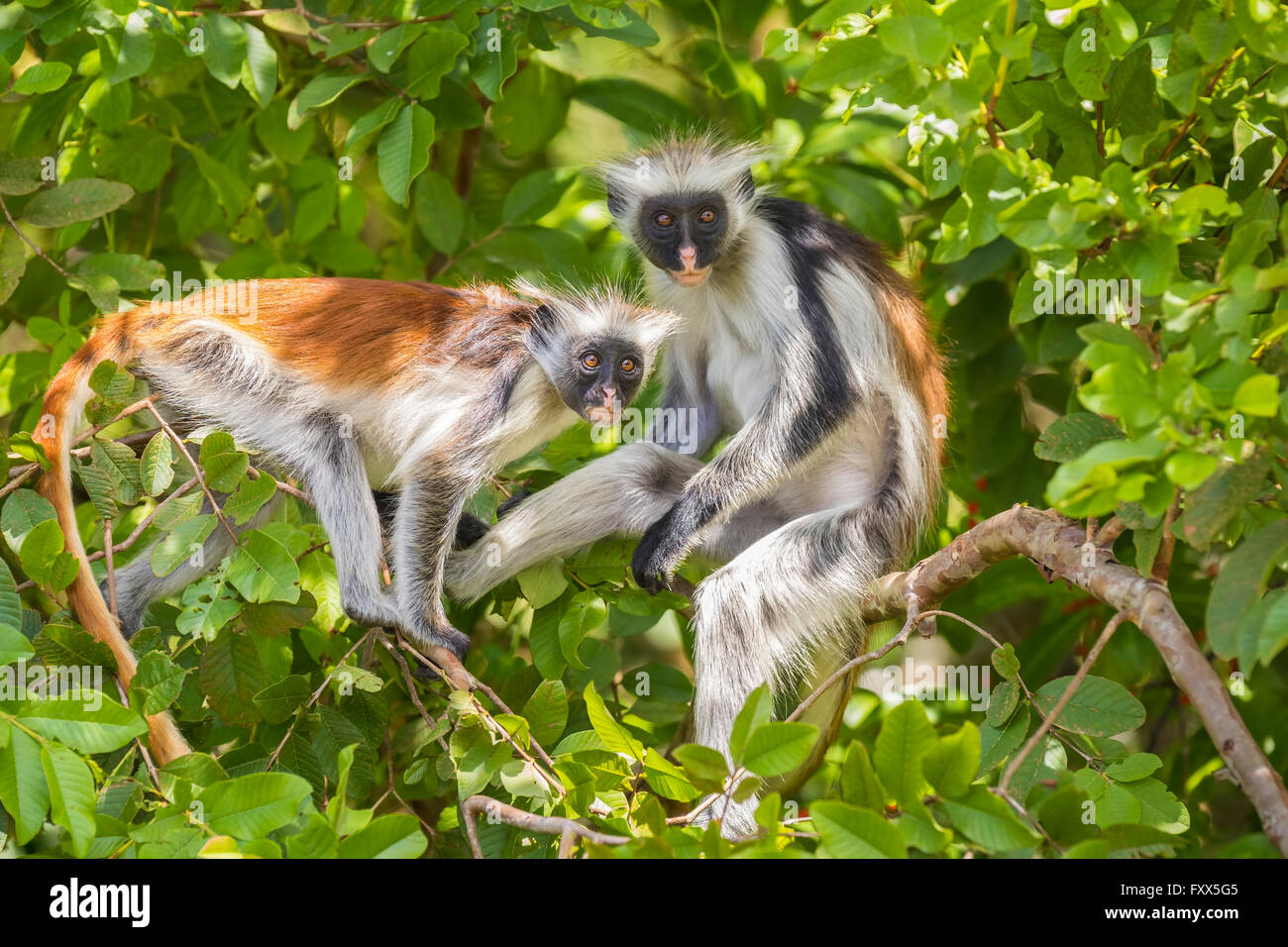 Due red Colobuse scimmia in una foresta di Jozani Chwaka Bay National Park, Zanzibar, Tanzania Africa Foto Stock