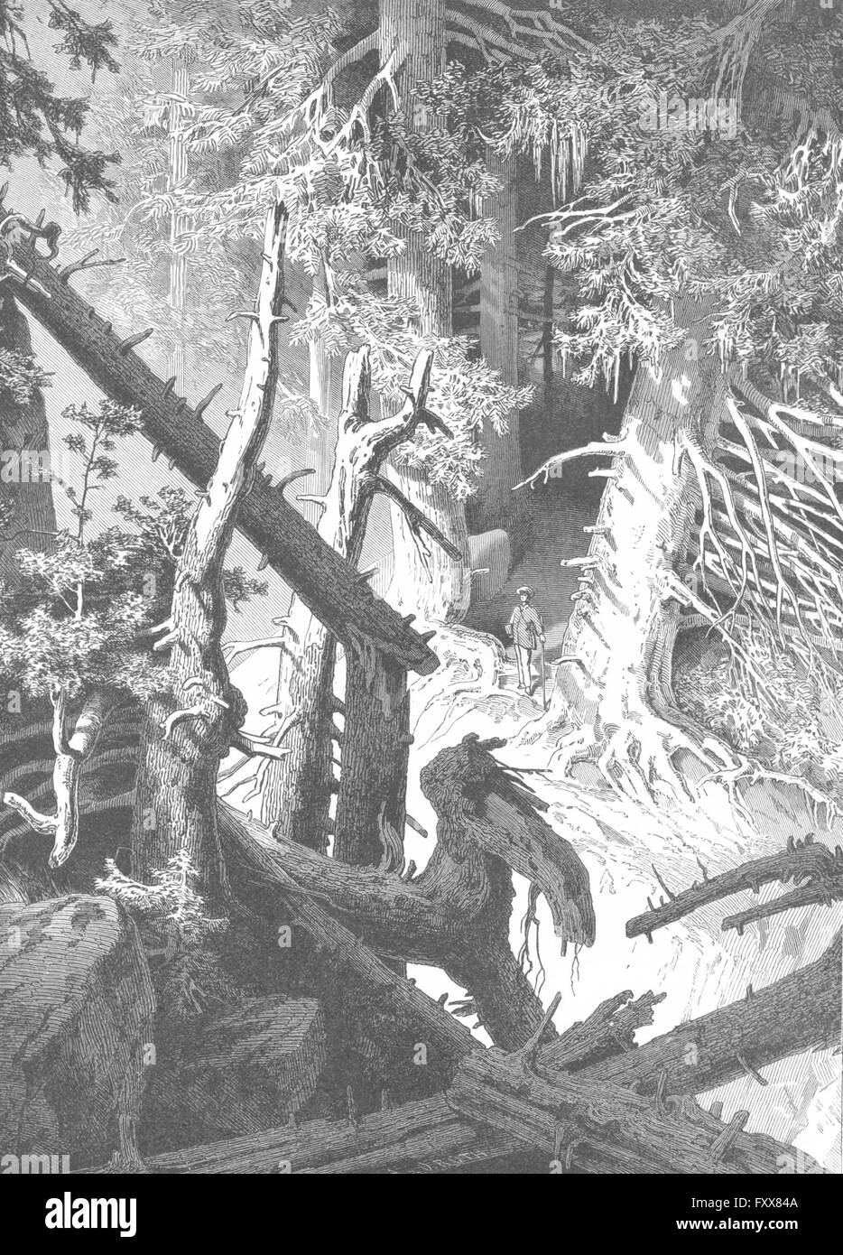 Svizzera: foresta di pini, antica stampa 1891 Foto Stock