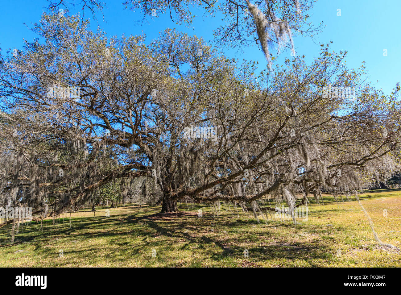 Sud enorme leccio (Quercus virginiana) in Louisiana. Foto Stock