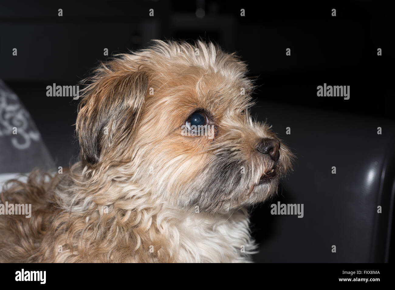Piccolo Cane seduto e guardando in off Foto Stock