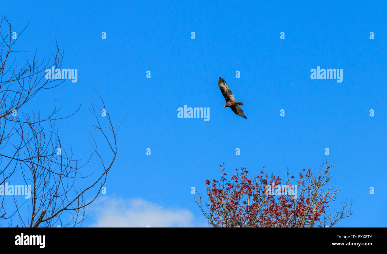 Cooper's hawk (Accipiter cooperii) è una di medie dimensioni hawk nativa per il Nord America Foto Stock