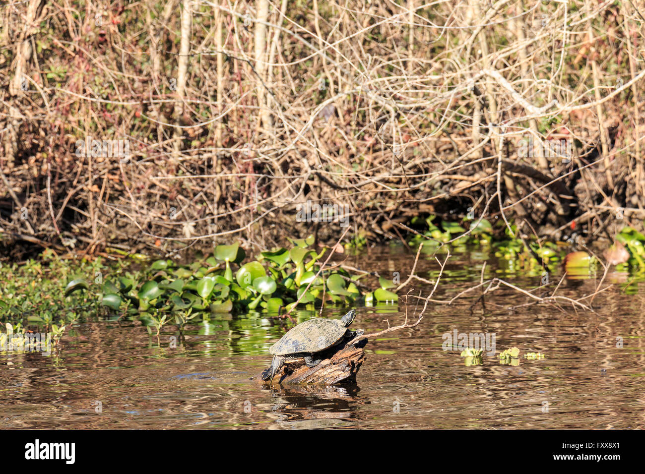 Red eared slider turtle (Trachemys scripta elegans) suns stesso sul log nel sud della Louisiana bayou. Foto Stock
