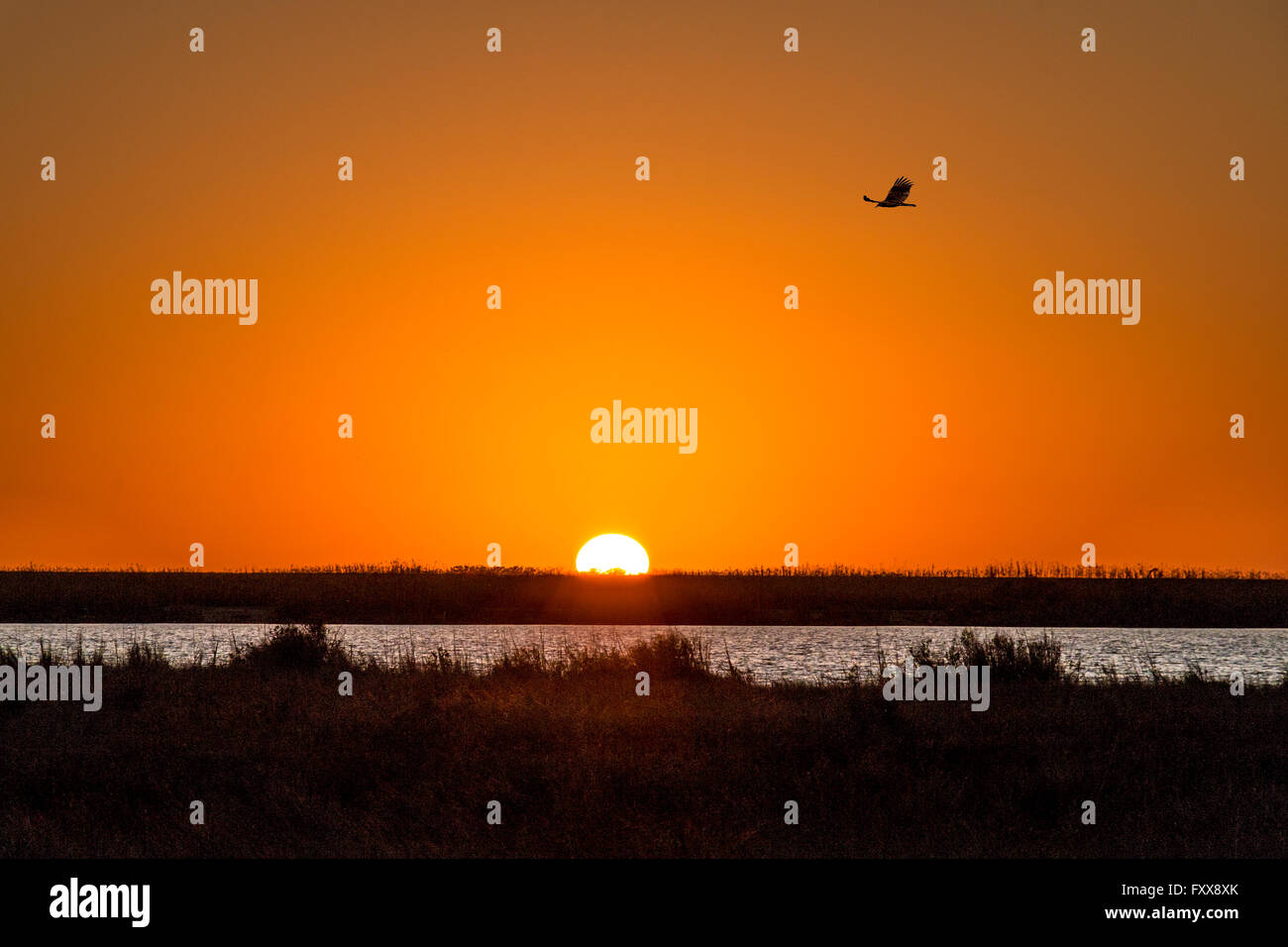 Cooper's hawk vola durante il tramonto inferiore parrocchia di Terrebonne zone umide costiere del sud della Louisiana. Foto Stock