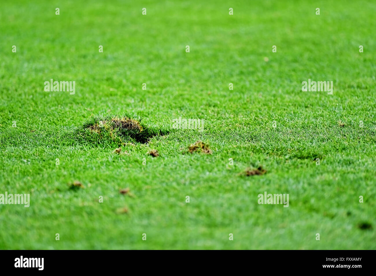 Dettaglio shot con pezzi di tappeto erboso danneggiato su un campo di calcio Foto Stock