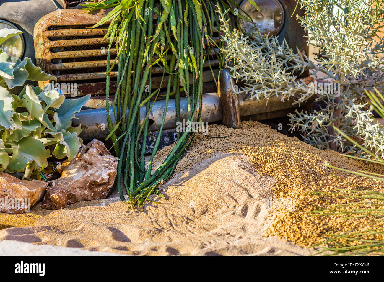 La carcassa di un vecchio arrugginito auto nel deserto di sabbia circondata da rocce e cactus Foto Stock