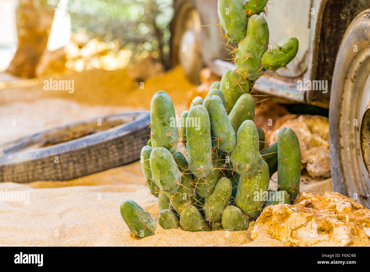 La carcassa di un vecchio arrugginito auto nel deserto di sabbia circondata da rocce e cactus Foto Stock