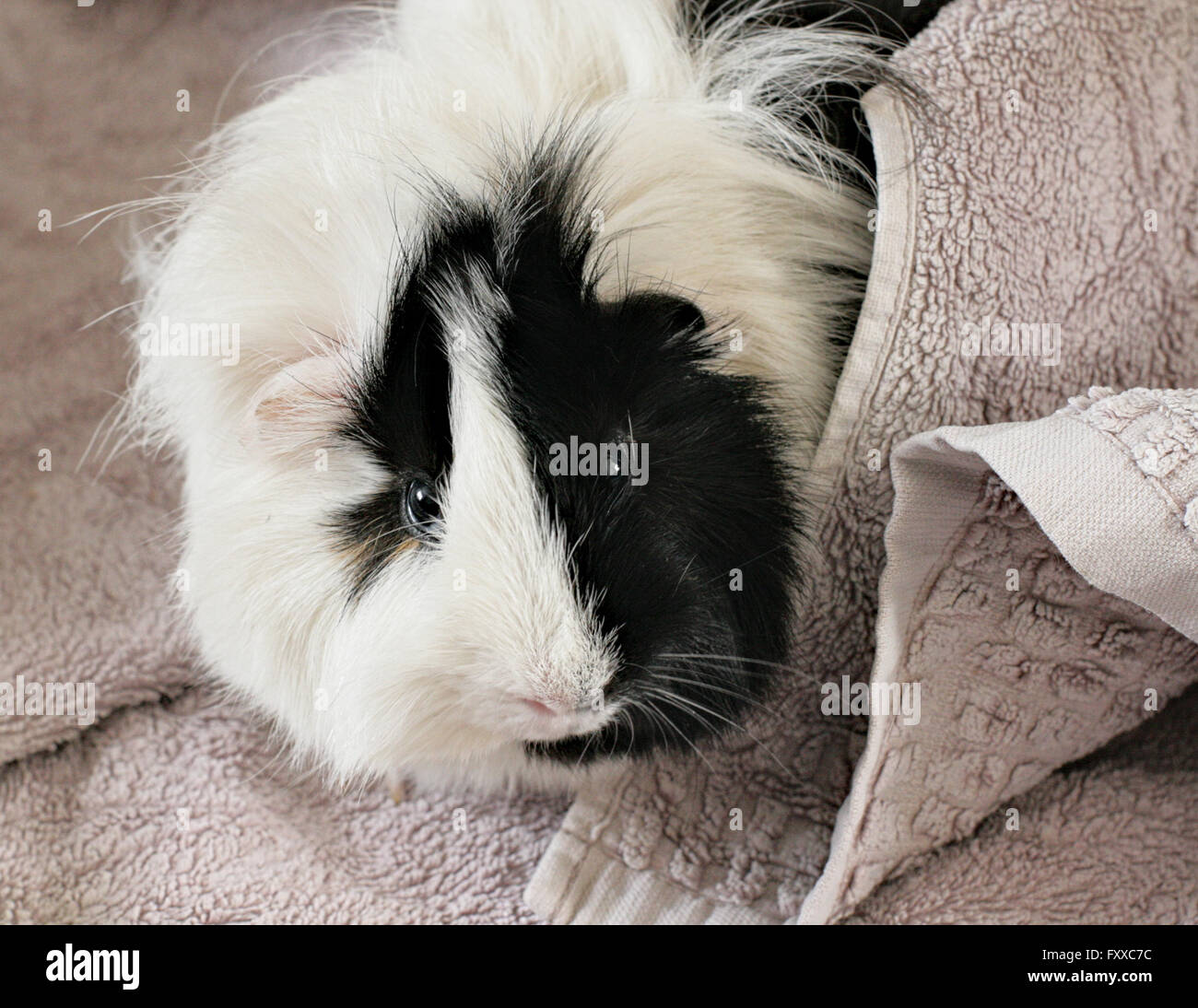 In bianco e nero di pet abissino cavia avvolto in un asciugamano. Foto Stock