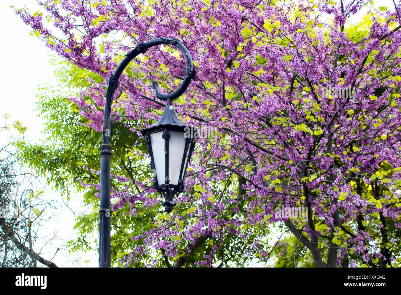 Lampione e Redbud tree al park a Istanbul Foto Stock