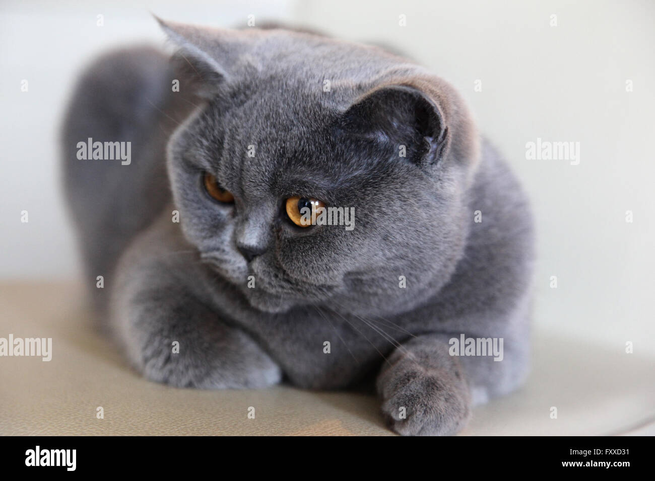 Razze Di Gatti British Shorthair Di Colore Blu Foto Immagine Stock