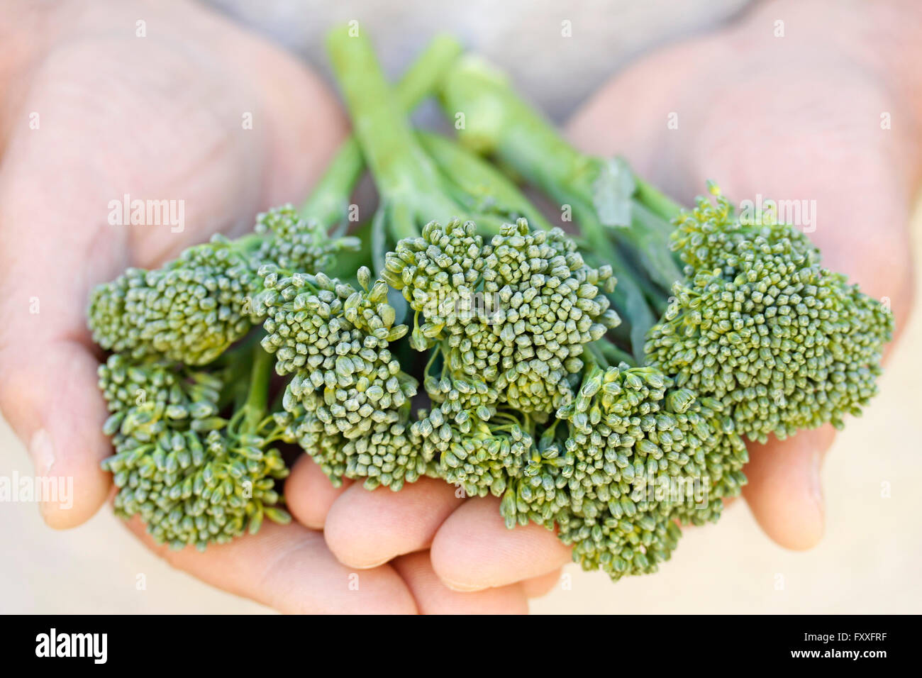 Bimi. Varietà di broccoli. Foto Stock