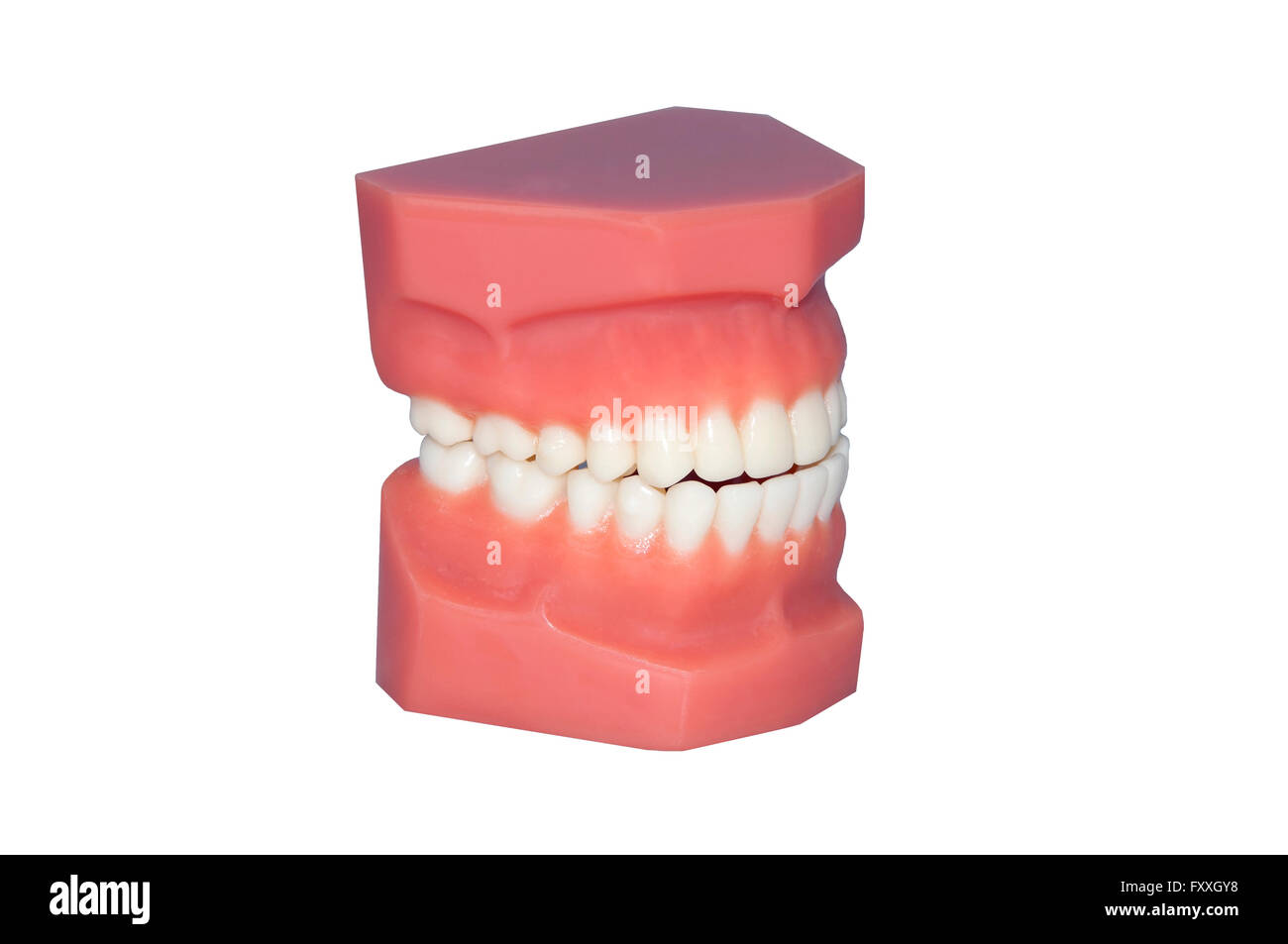 Dentista mano mostra denti umani modello isolato su bianco Foto Stock