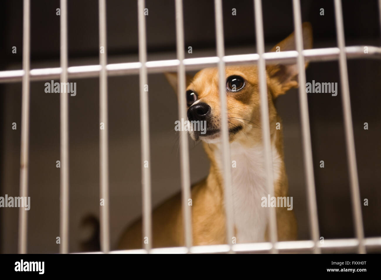 Chihuahua cane in gabbia Foto Stock