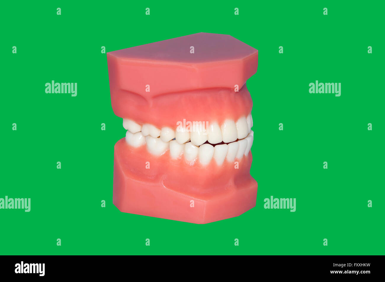 Dentista mano mostra il modello dentale isolati su schermo verde Foto Stock