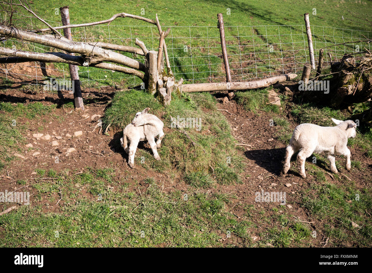 La molla agnelli della Teign Valley,Parco Nazionale di Dartmoor,Devon lane, agriturismo, agnelli, pecore, terreni agricoli, pecora, campo di ram, albero, bianco, Foto Stock