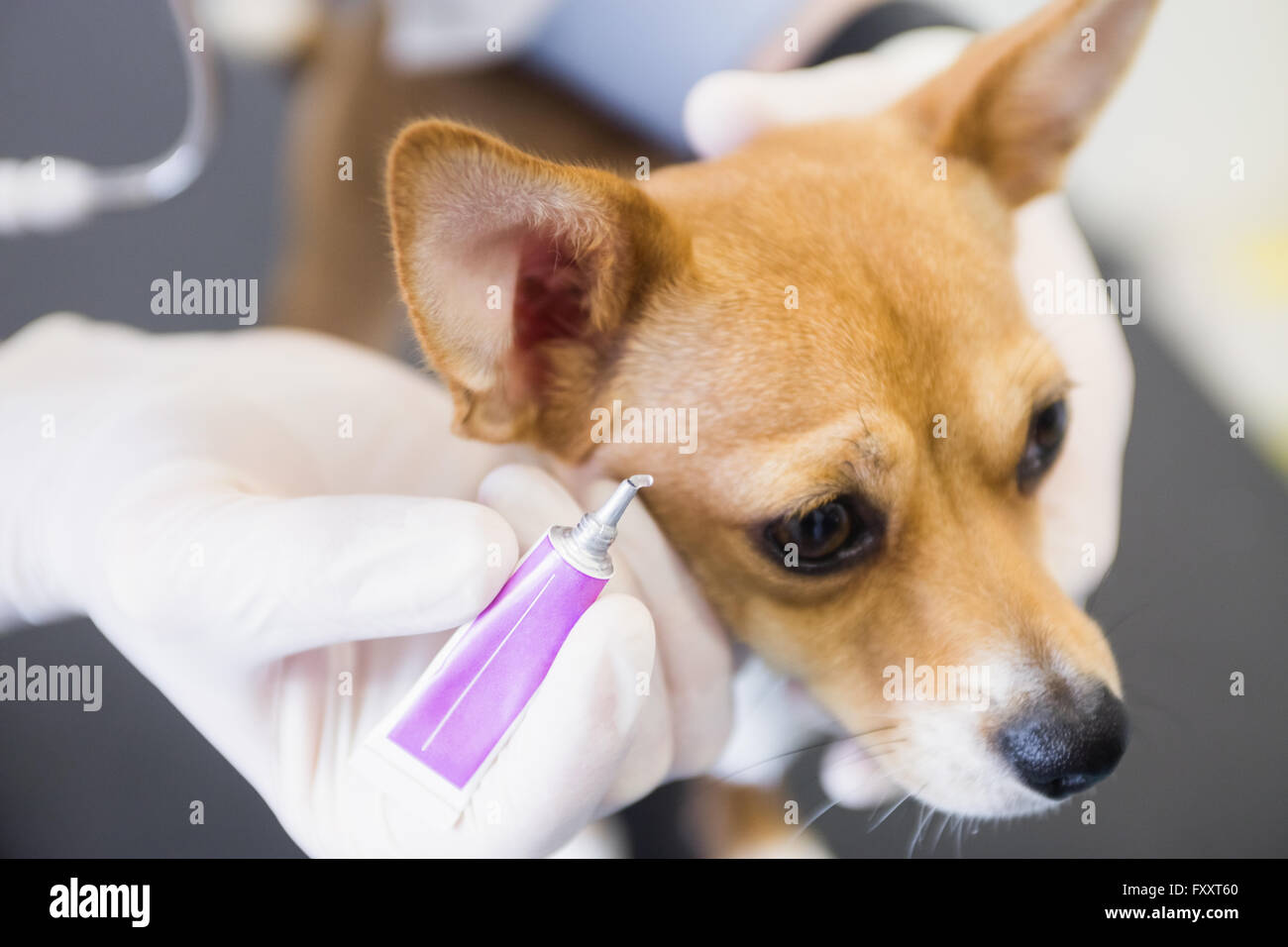 Vet mettendo collirio nell occhio del cane Foto Stock