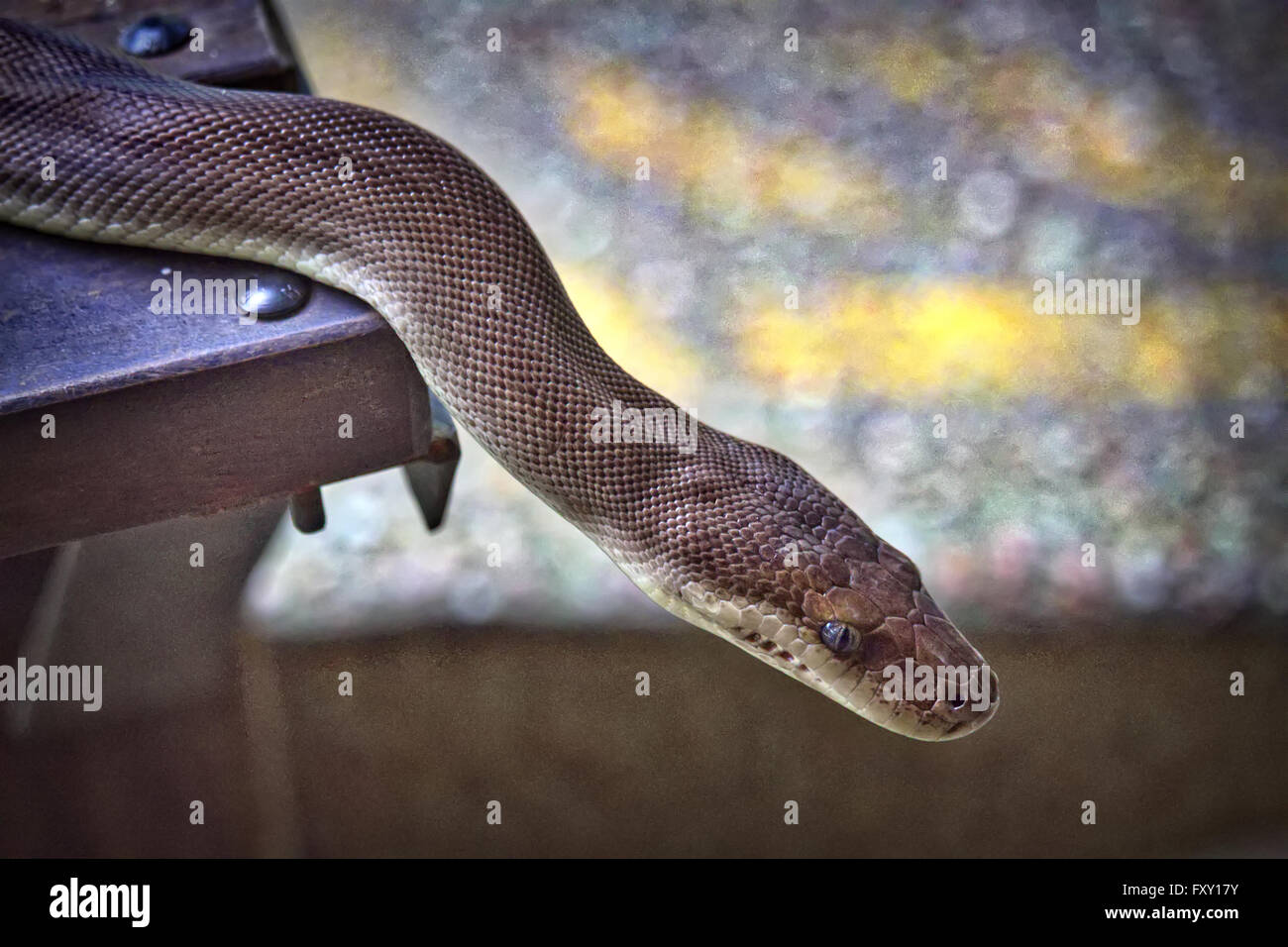 Un australiano acqua Python (Liasis fuscus) Foto Stock