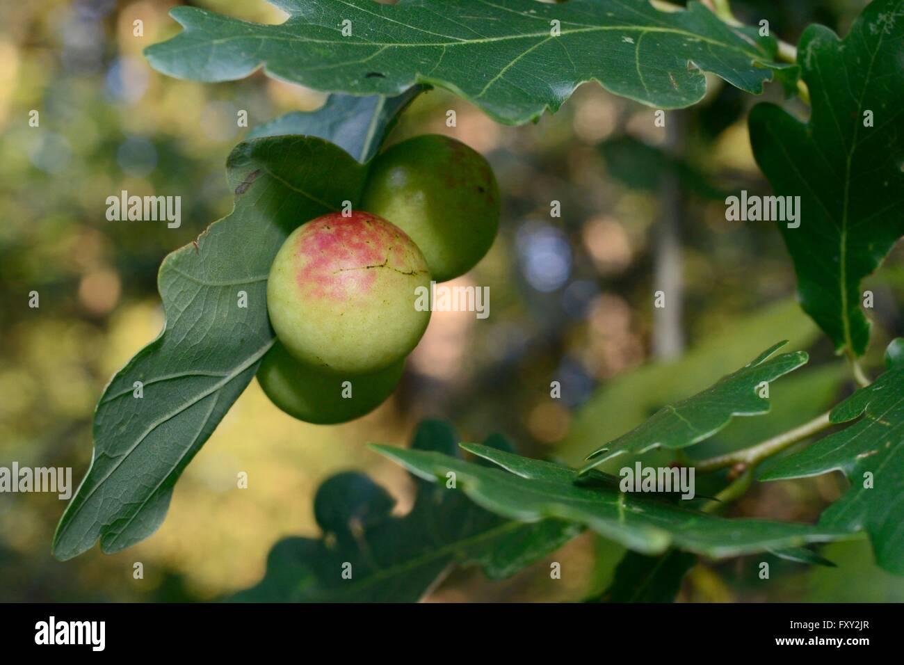La ciliegia galli causato da Gall wasp (Cynips quercusfolii) su foglie di Pedunculate / Inglese quercia (Quercus robur), nel Gloucestershire. Foto Stock