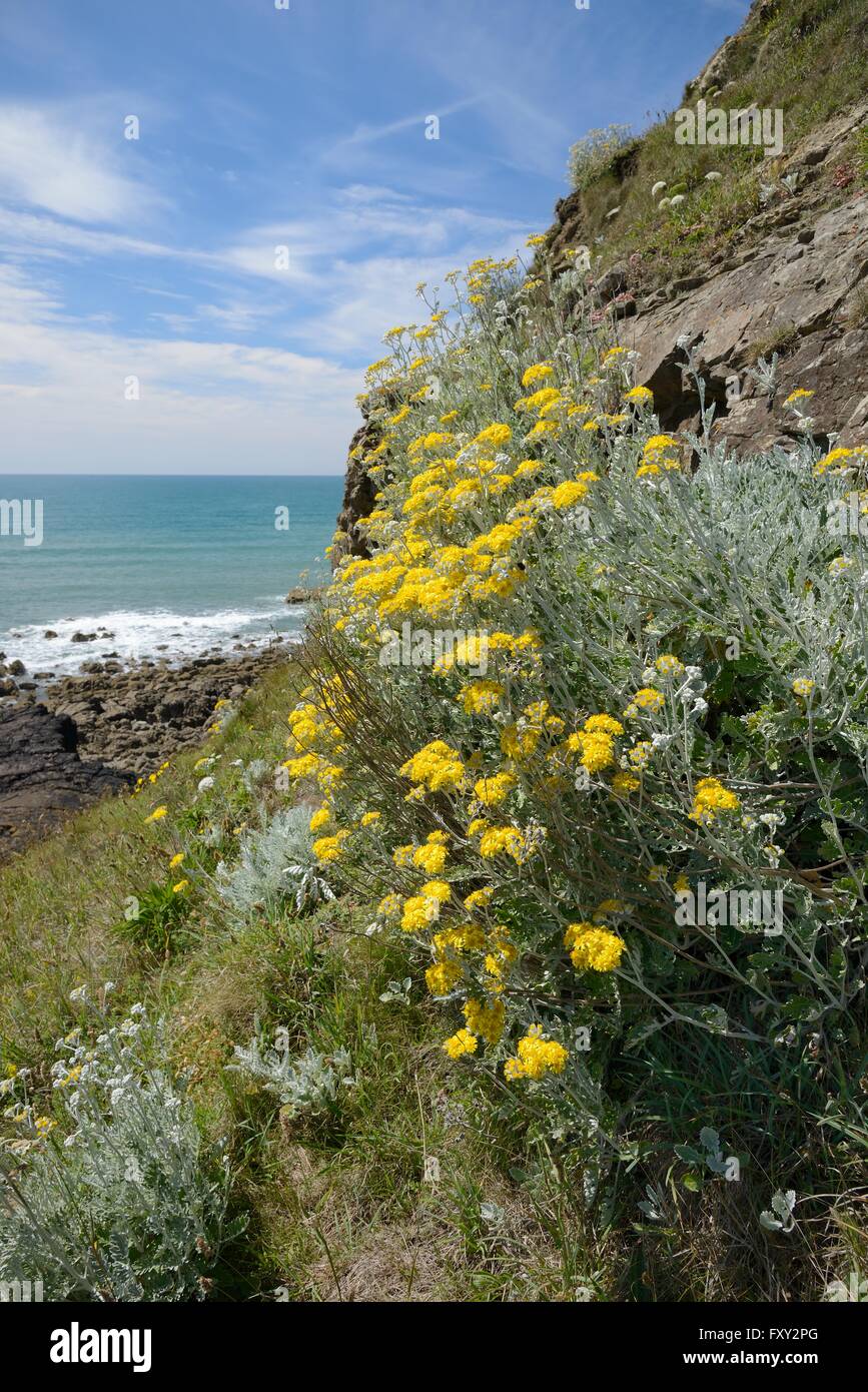 Argento / erba tossica impolverata Miller (Jacobaea maritima / senecio cineraria), una specie del Mediterraneo diventando naturalizzato sulle coste del Regno Unito Foto Stock