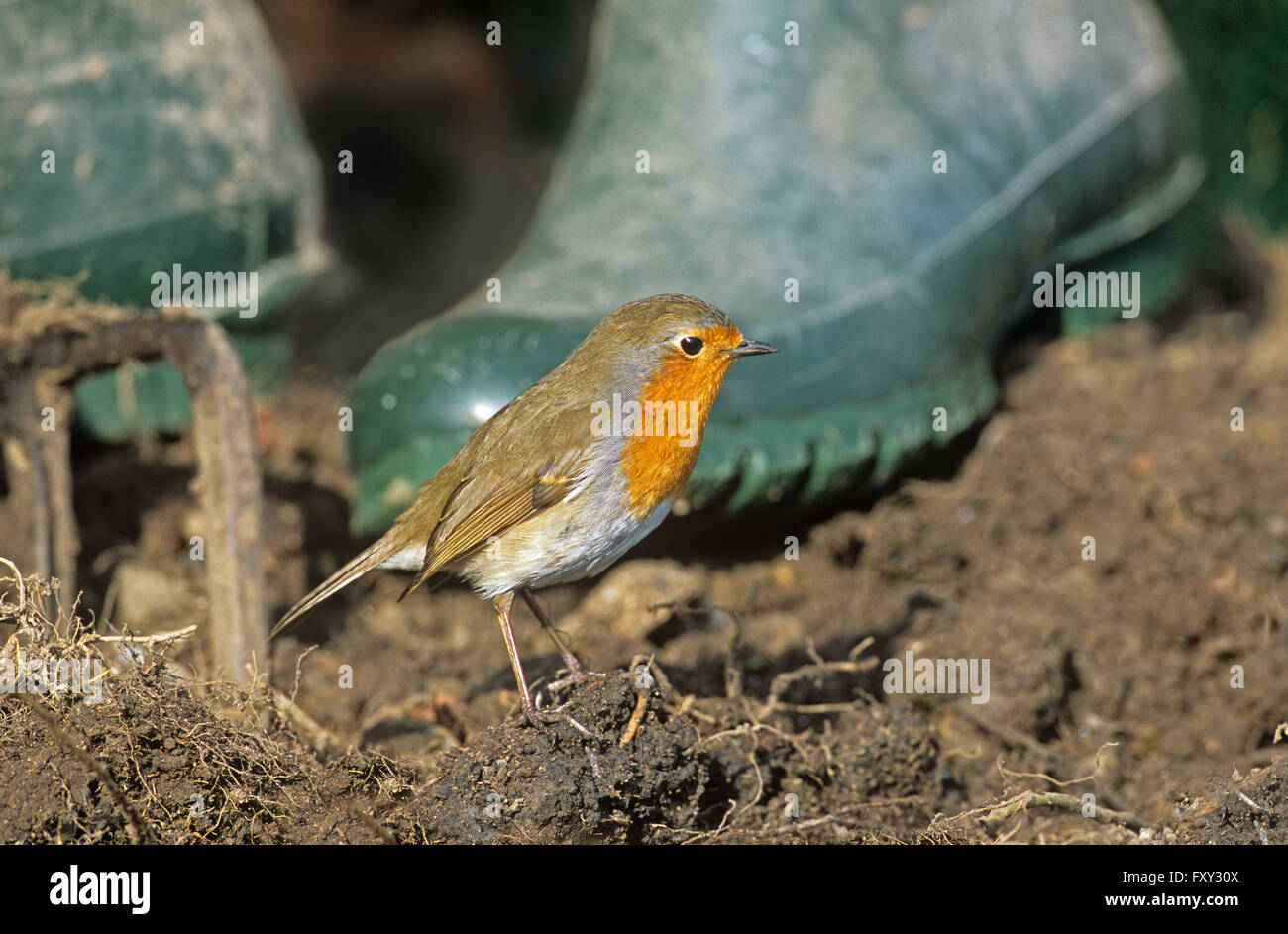Tame Robin alimentare intorno al giardiniere come egli espone i vermi dal suolo Foto Stock