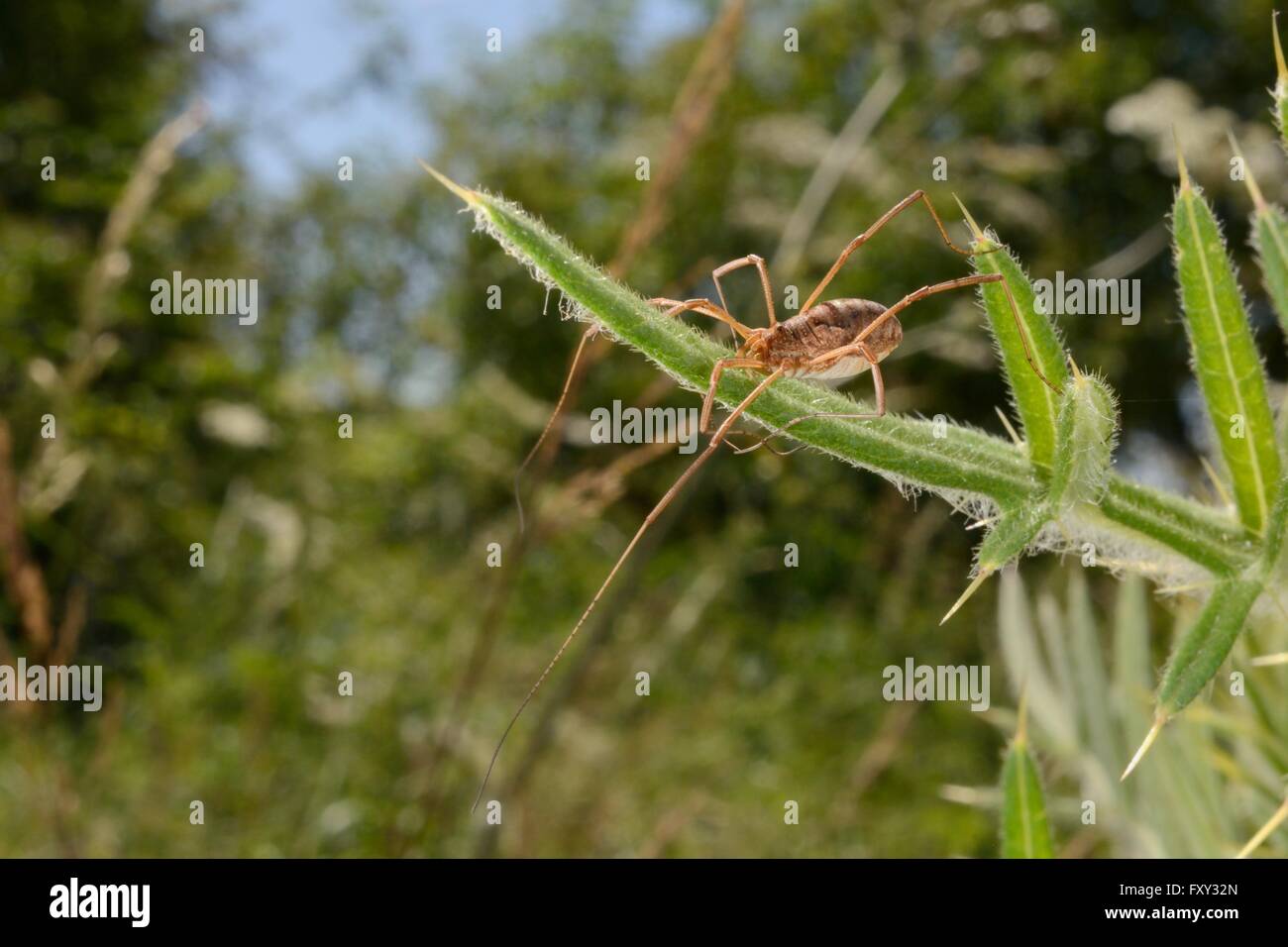 Harvestman femmina (Mitopus morio) prendere il sole sulle lanosi thistle (Cirsium eriophorum) lascia in un gesso prato pascolo, Wiltshire, Foto Stock