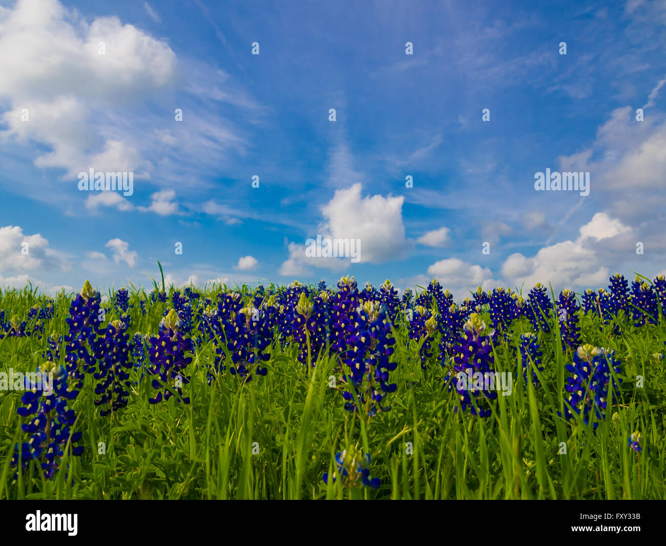 Campo dei Fiori bluebonnet, Texas State fiore e cielo blu con nuvole gonfi in primavera. Foto Stock