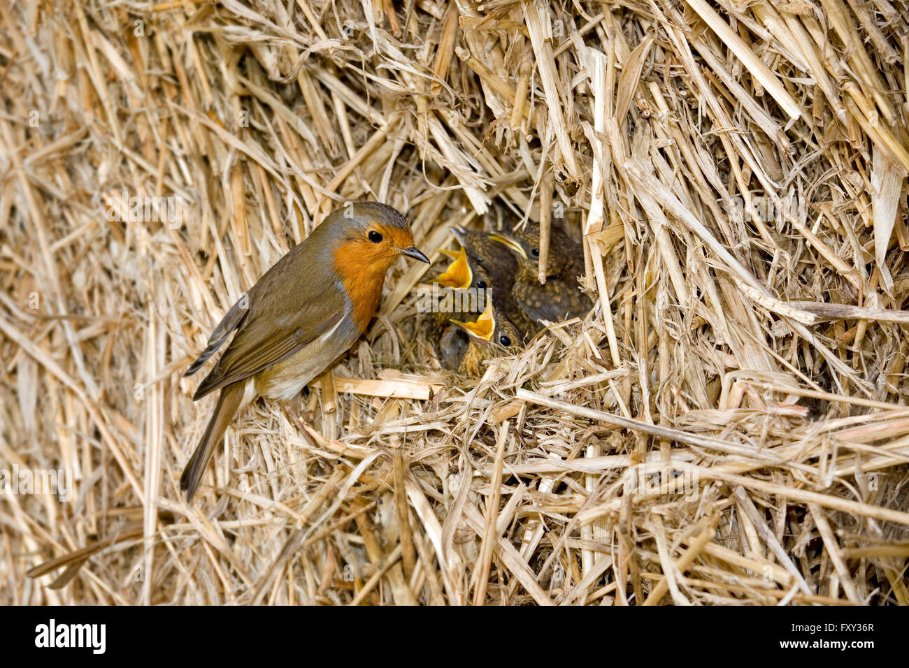 Robin nesting in fattoria stack di paglia Foto Stock