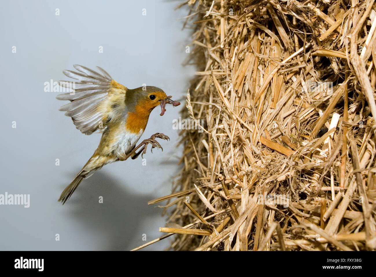 Robin battenti di nidificare in fattoria stack di paglia Foto Stock