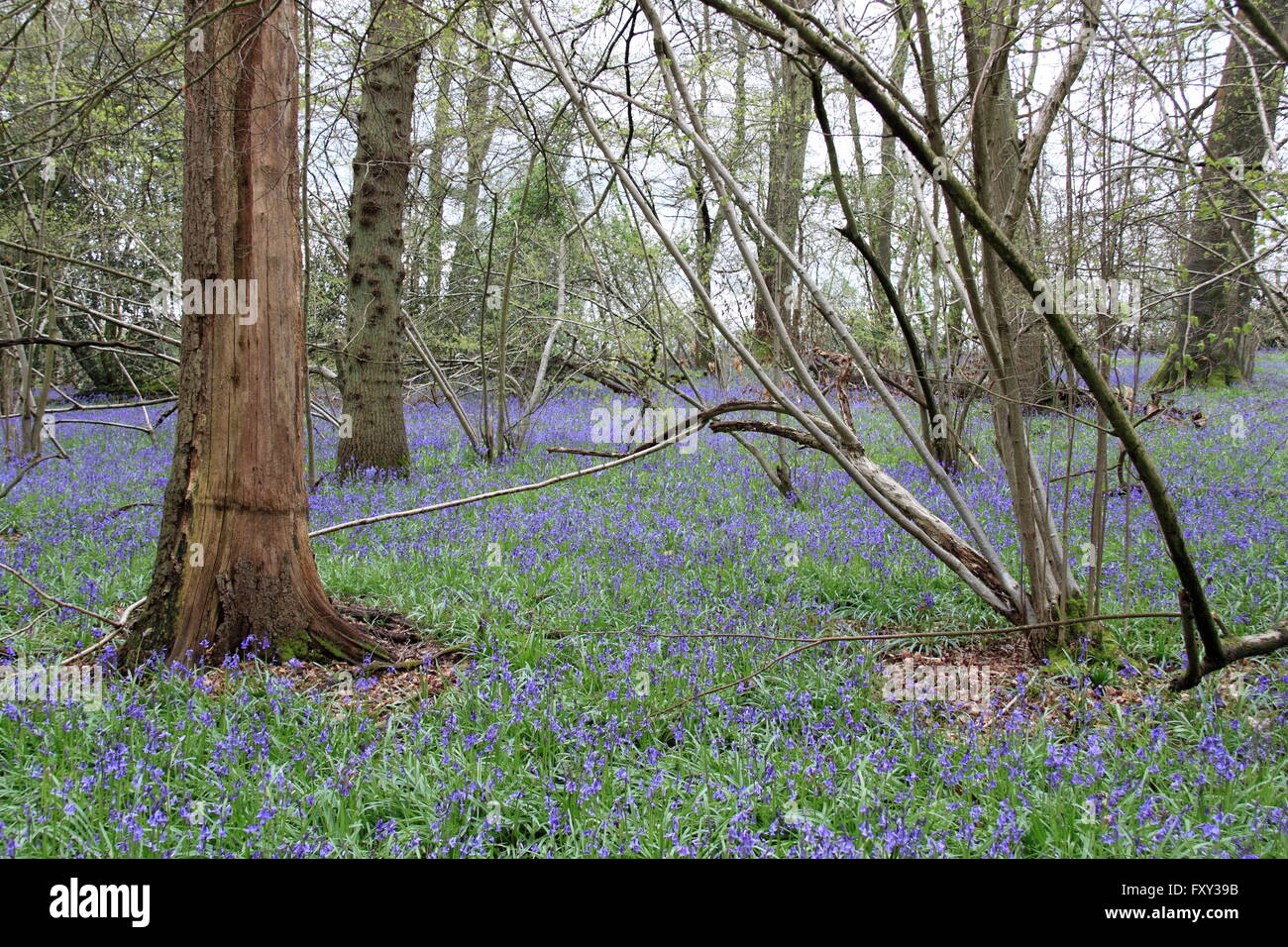English Bluebell legno, East Clandon, Guildford, Surrey, Inghilterra, Gran Bretagna, Regno Unito, Gran Bretagna, Europa Foto Stock