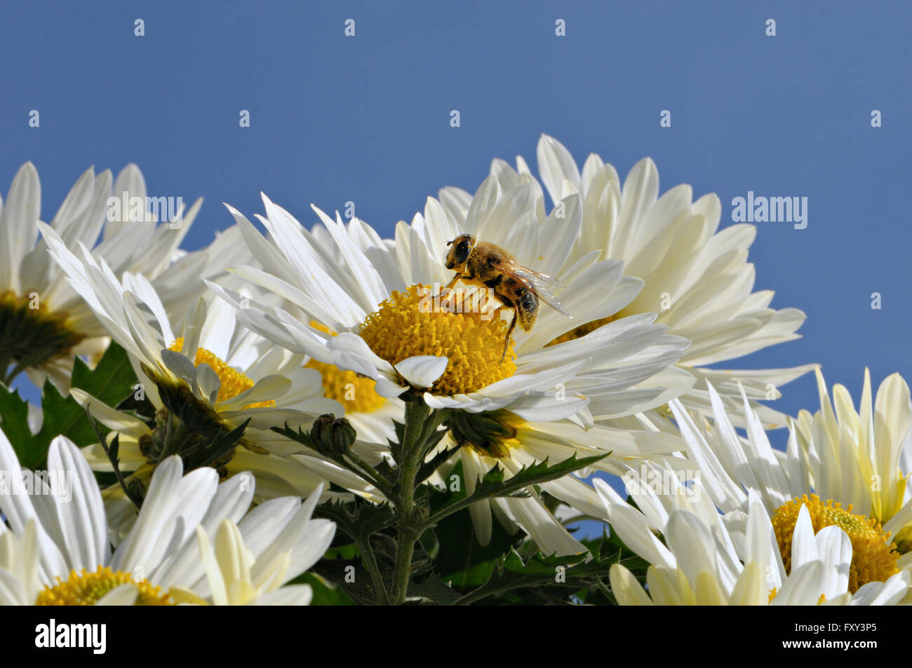 Close-up di giallo e bianco Margherita con il miele delle api contro un luminoso Cielo di estate blu. Foto Stock