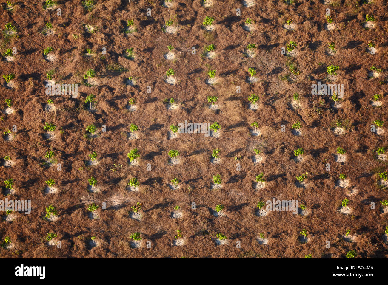 Orchard vicino a Siem Reap, Cambogia - aerial Foto Stock