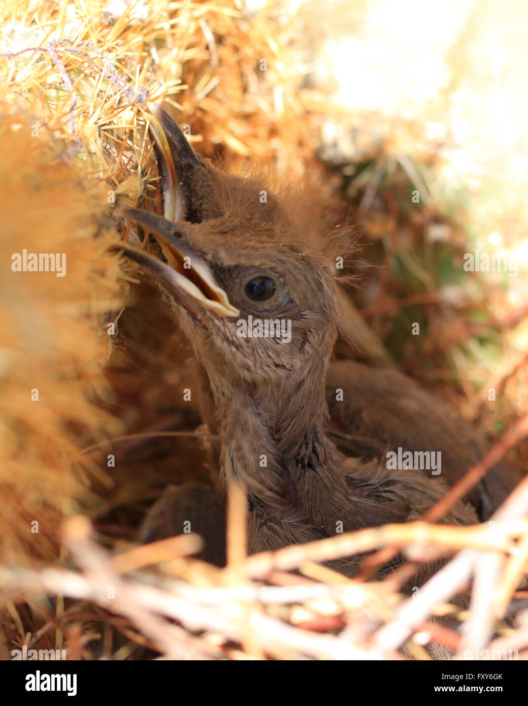 Recentemente schiuse uccelli baby sitting in un nido fatto in un cactus in Scottsdale, Arizona Foto Stock