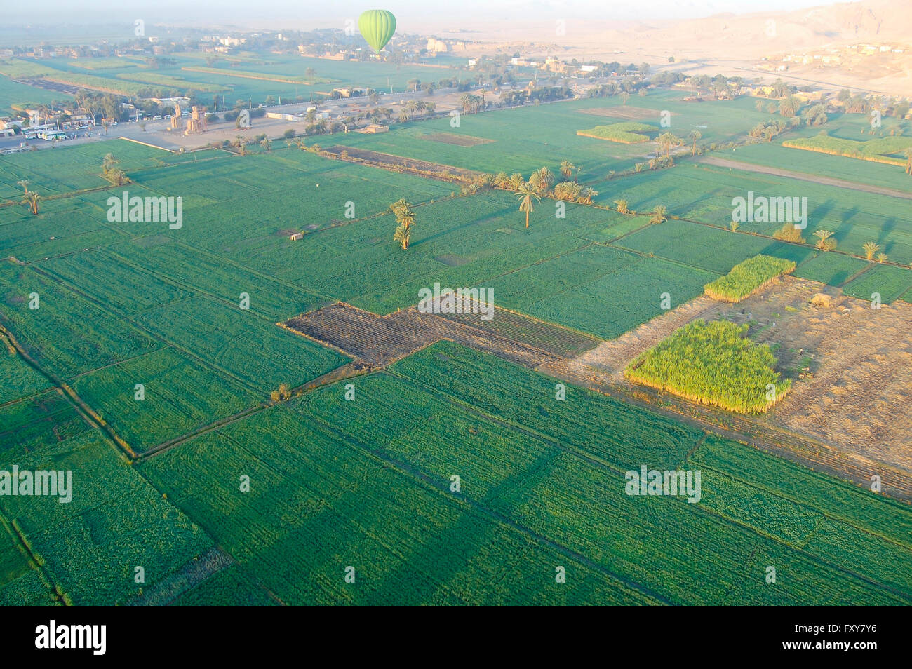 La piantagione di canna da zucchero - Egitto Foto Stock
