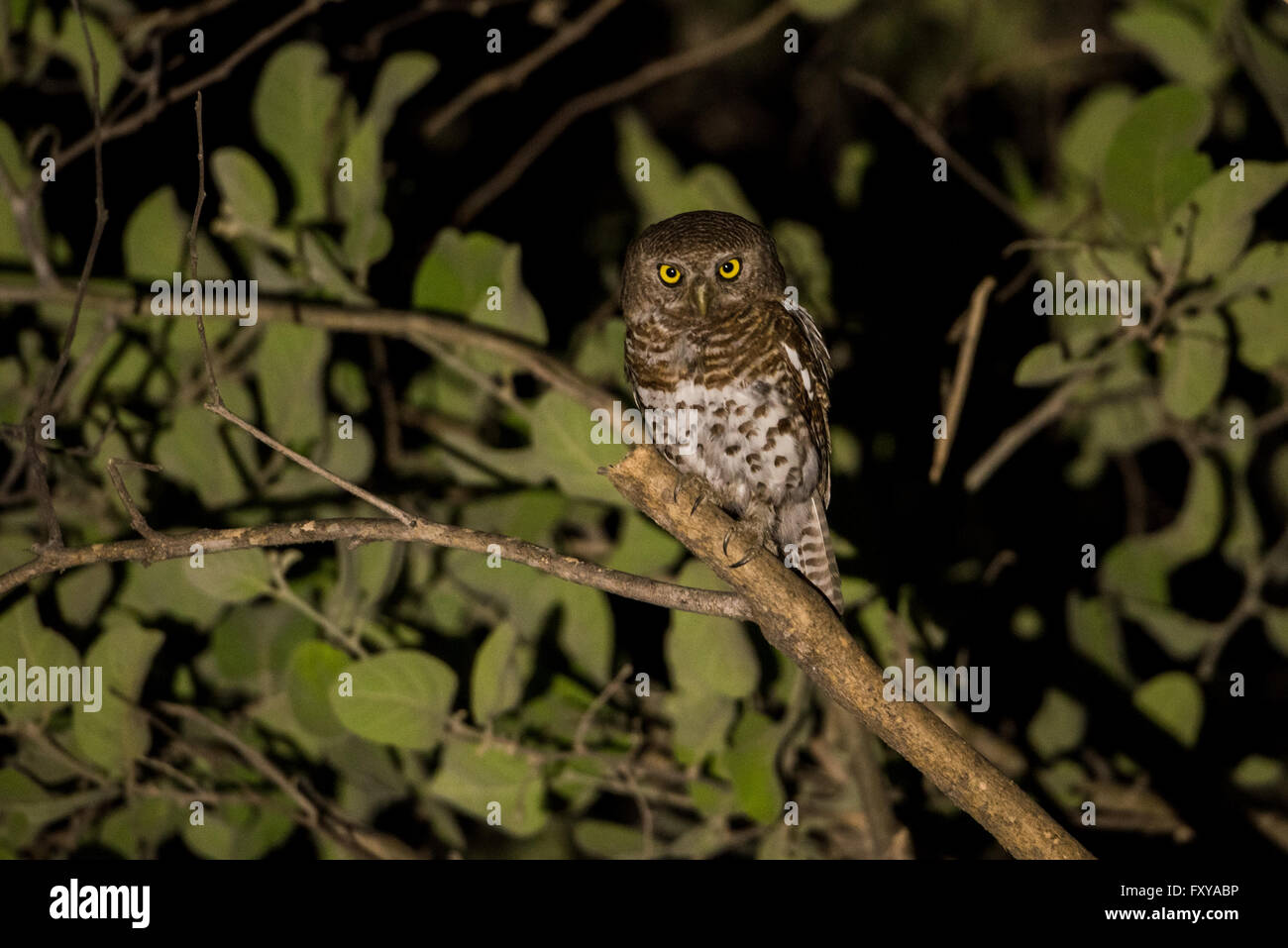 African sbarrate Owlet (Glaucidium capense) di notte, Botswana, 2015 Foto Stock