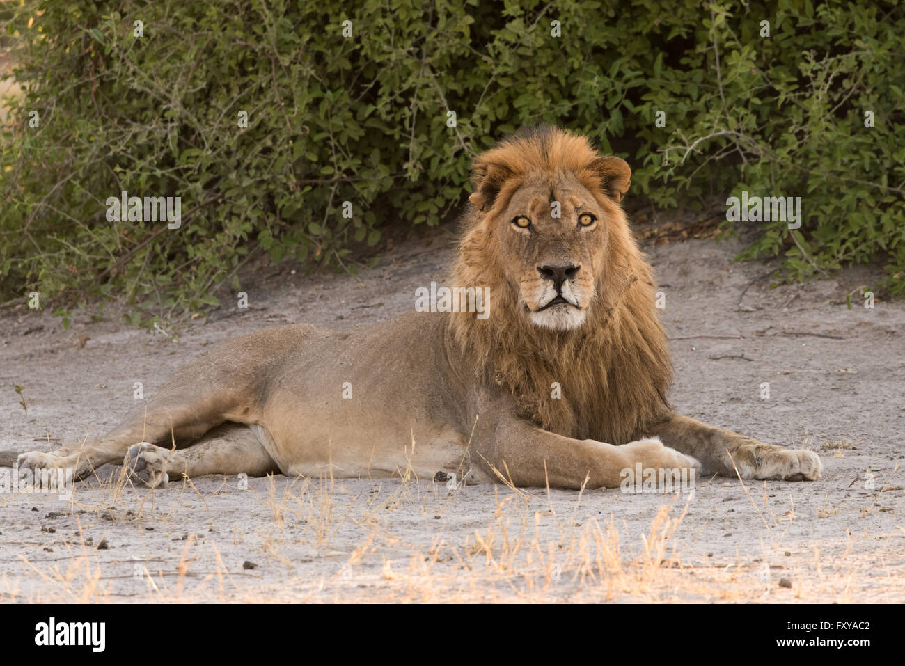Maschio singolo Lion (Panthera Leo) a waterhole nelle prime ore del mattino, Botswana, 2015 in posa in ombra rendendo il contatto visivo con la camma Foto Stock