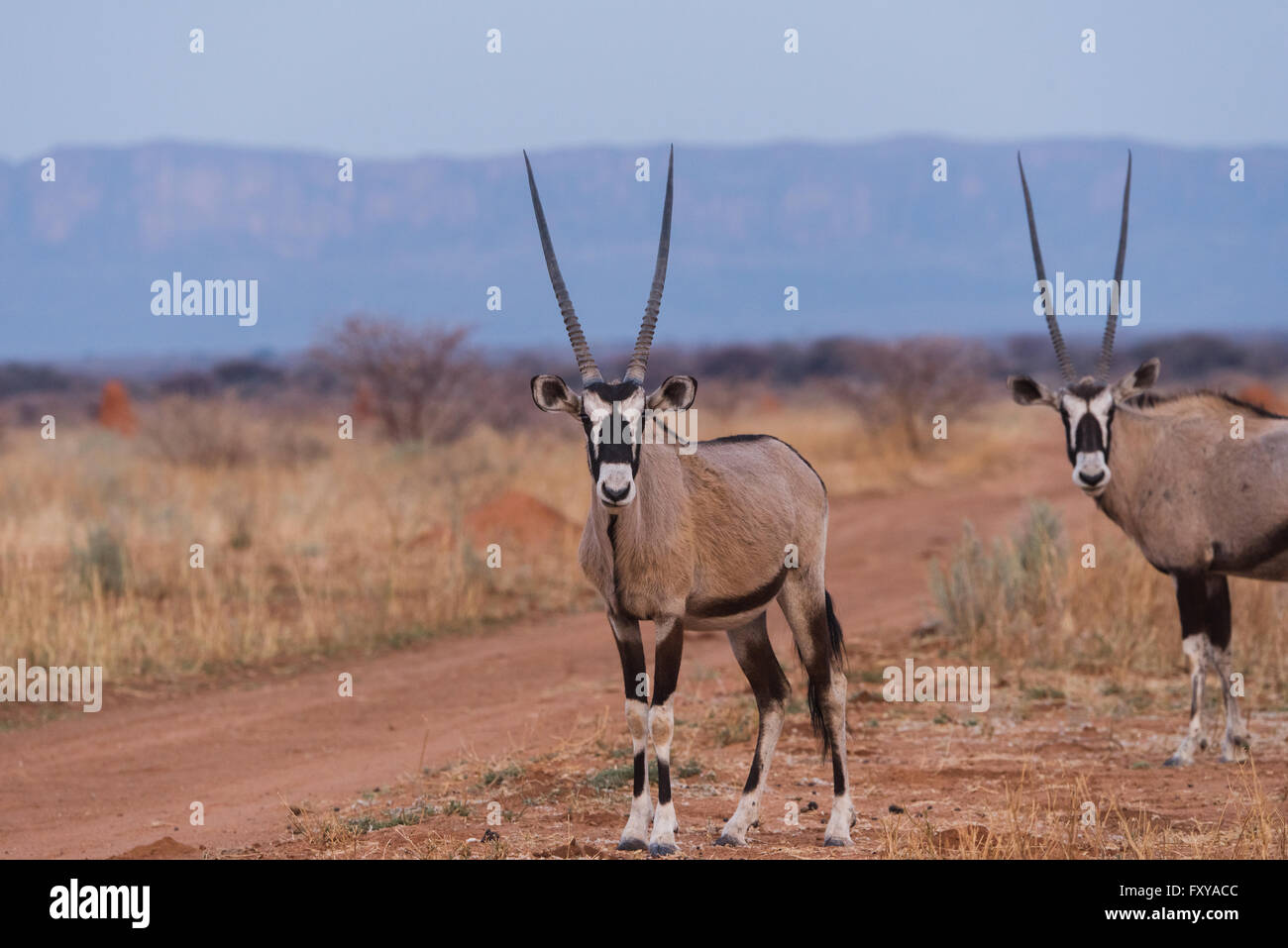 African Oryx (Oryx gazella) in piedi vicino a sporcizia farm road nella parte anteriore del Waterberg Plateau in background, Namibia Foto Stock