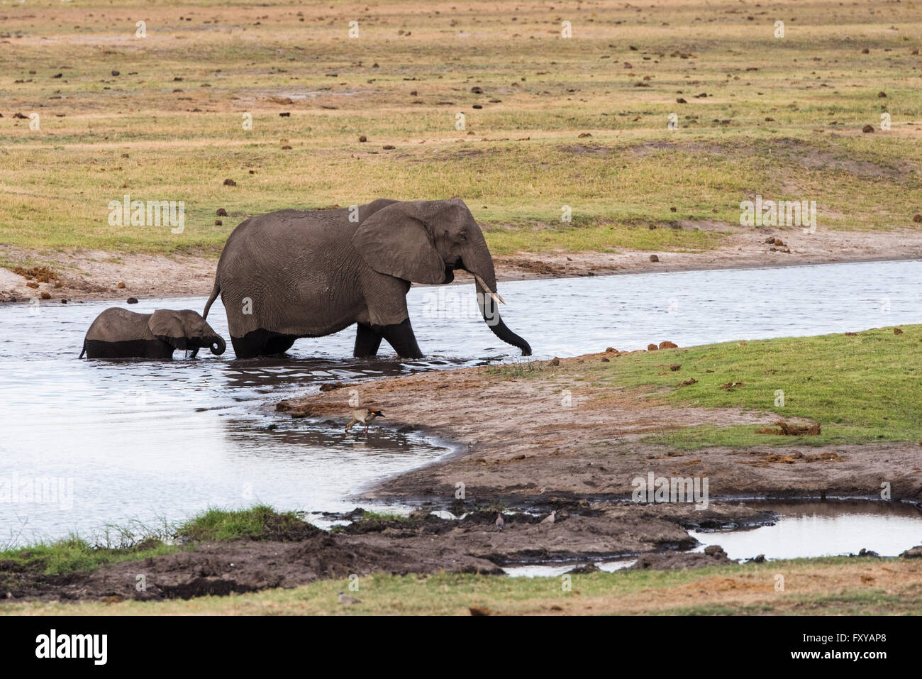 Adulto e vitello elefante africano (Loxodonta africana) cross river, Botswana, 2015 Foto Stock