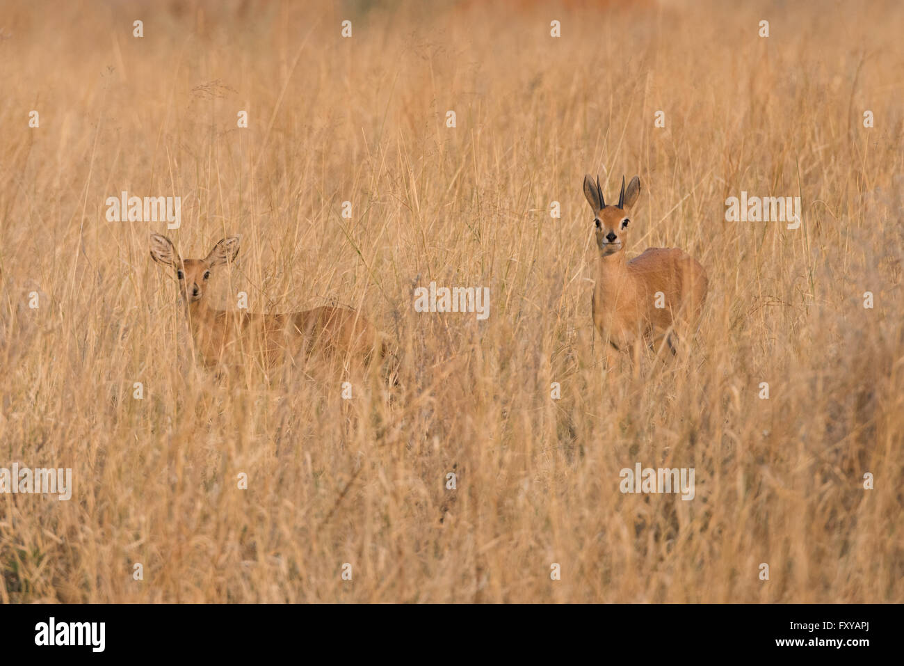 Monogomous paio di Steenbok (Raphicerus campestris) in piedi in erba, Namibia Foto Stock