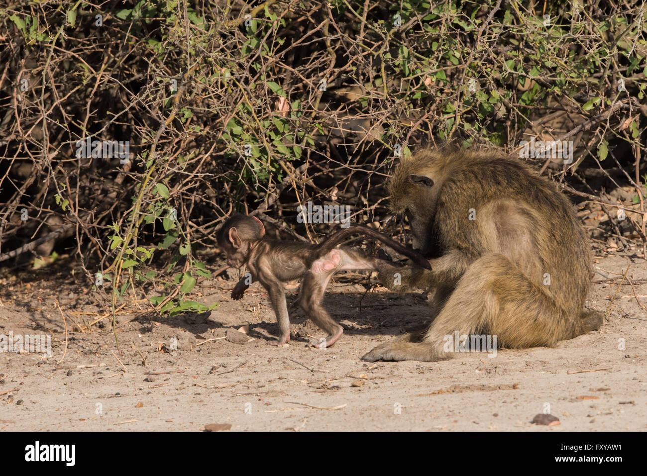 I babbuini hanno famiglia tempo sociale, Botswana, 2015 Foto Stock