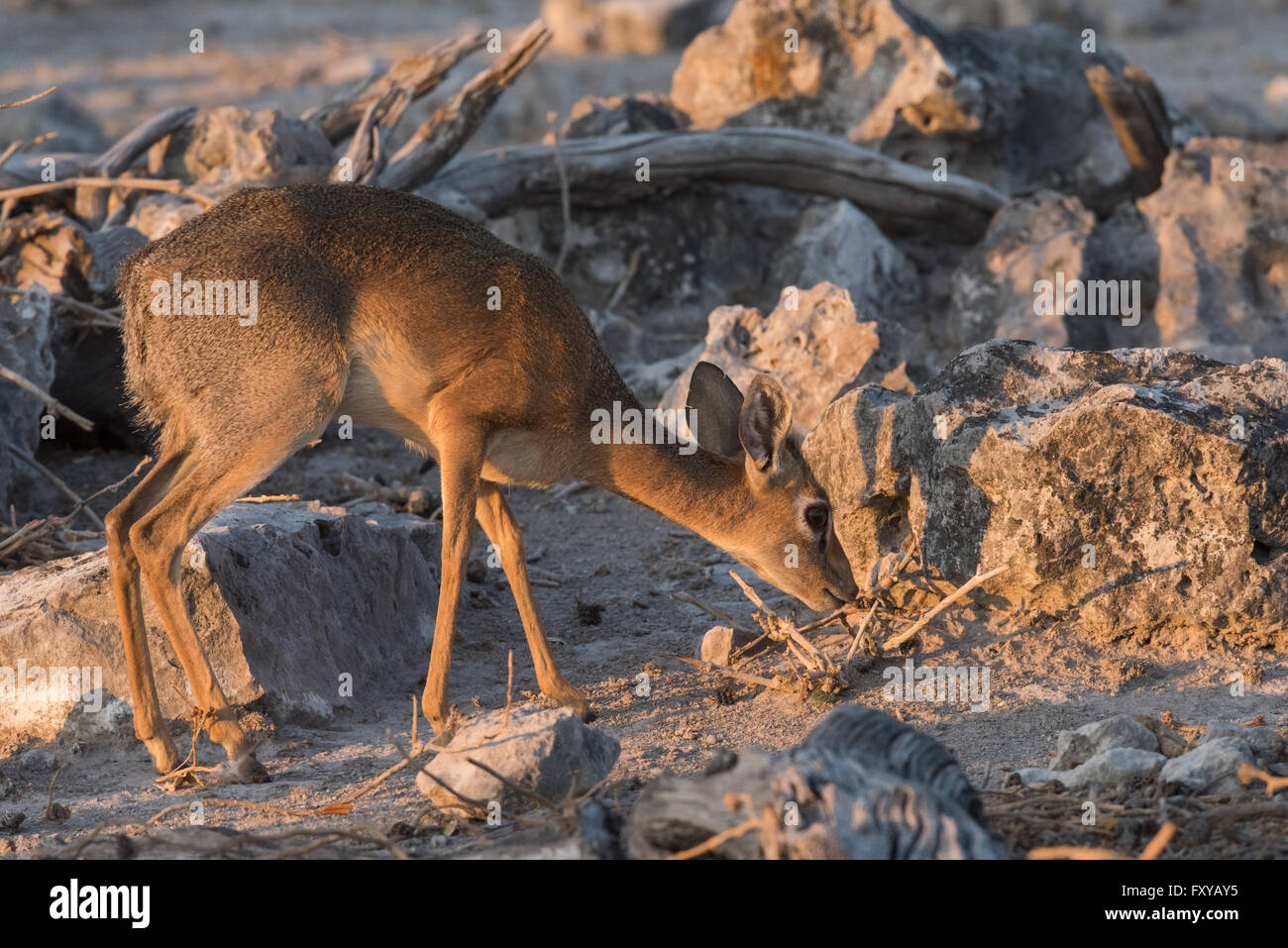 Dik-dik (Madoqua kirkii) rovistando tra rocce nel Parco Nazionale Etosha, Namibia Foto Stock