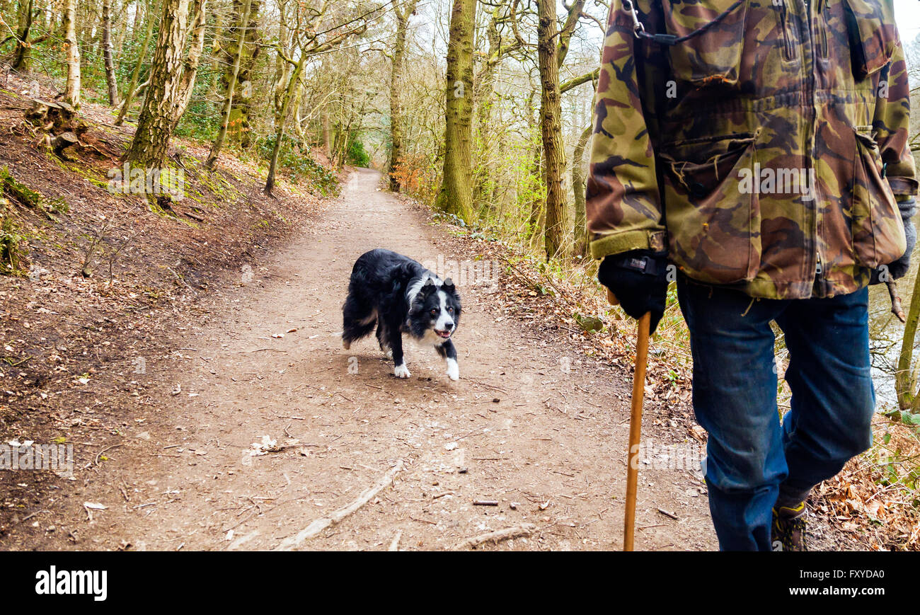 Uomo a camminare nel parco boschivo con giocosa Welsh boarder collie cane. Foto Stock