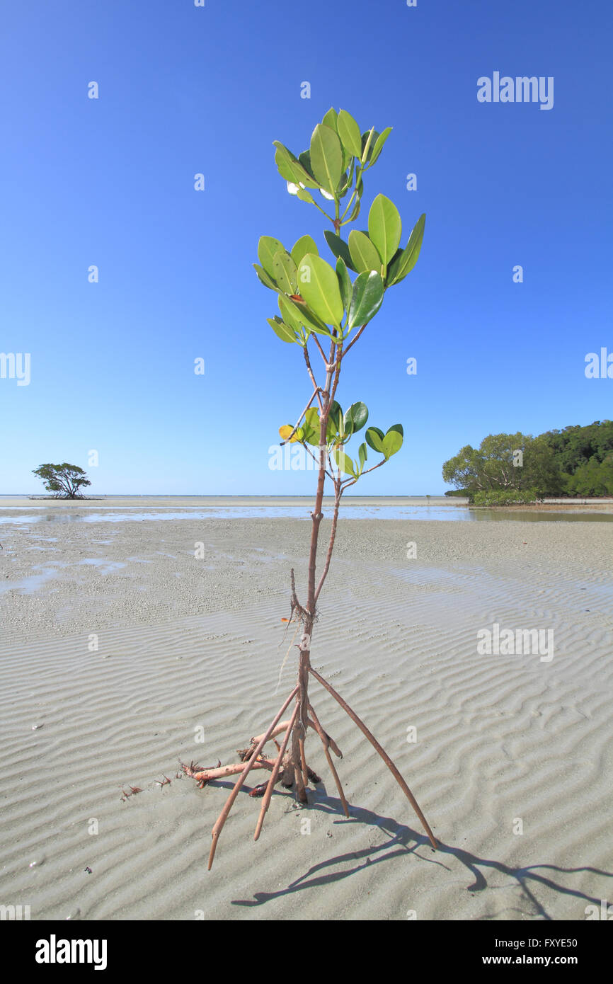 Un giovane Mangrove albero che cresce su una spiaggia di sabbia bianca nel lontano Nord Queensland, Australia Foto Stock