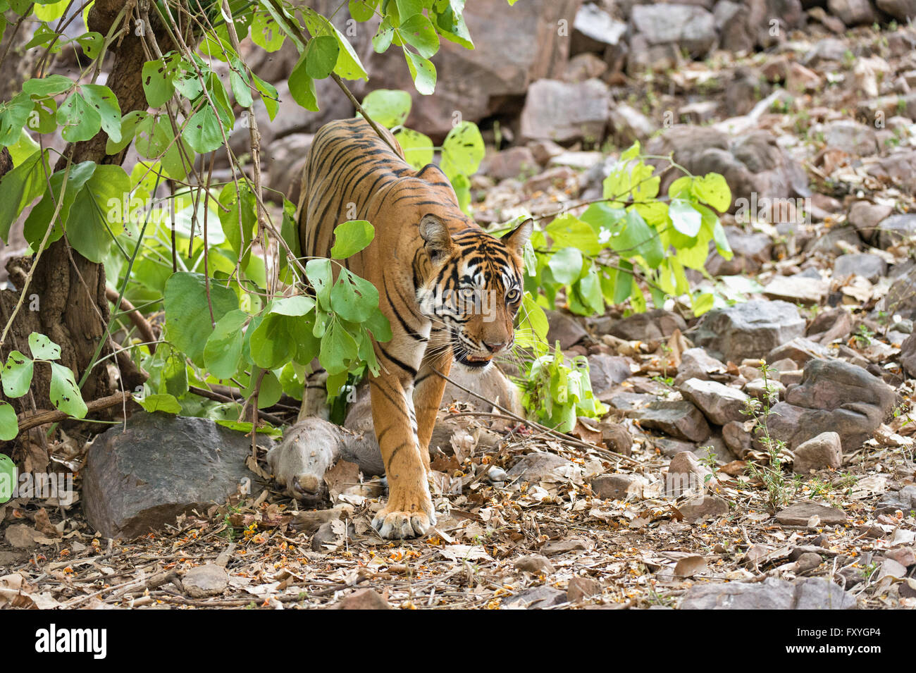 Indian Tiger o tigre del Bengala (Panthera tigris tigris) con un Sambar cervo (Cervus unicolor) kill nella foresta secca Foto Stock