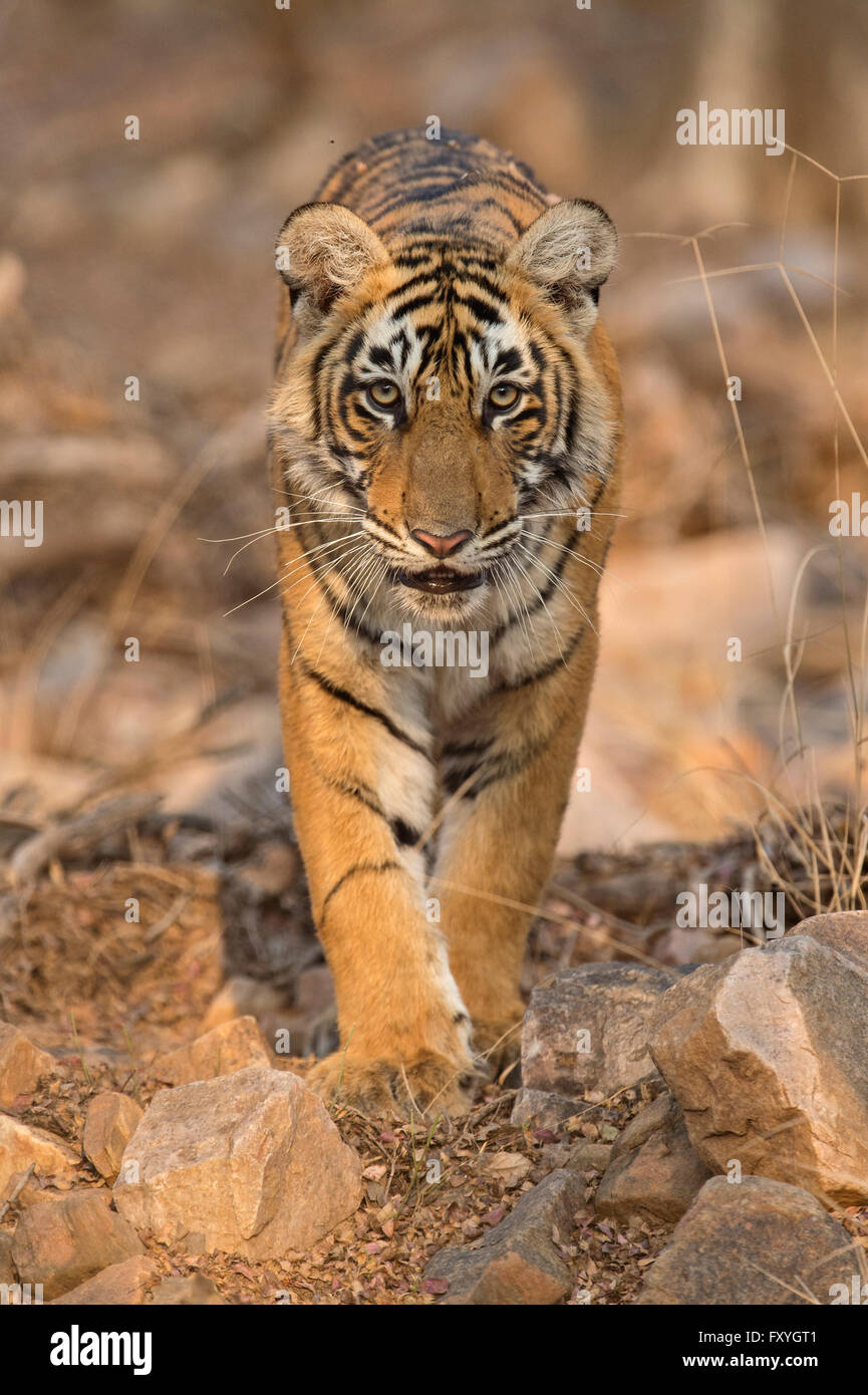 Sub-Bengala per adulti o Indian Tiger (Panthera tigris tigris) avvicinamento sul suolo roccioso, nella luce della sera Foto Stock