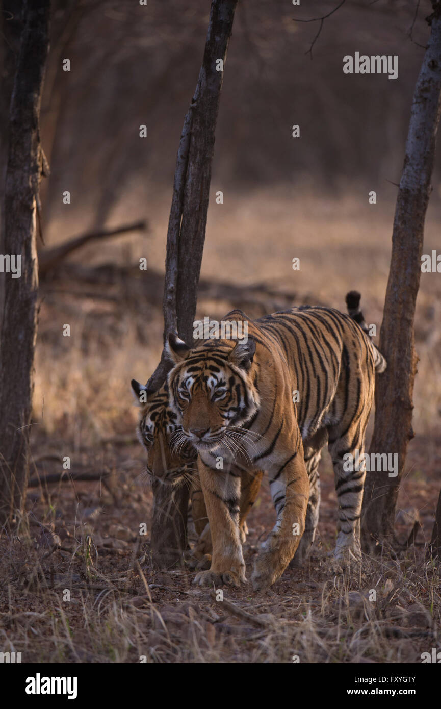 Wild le tigri del Bengala (Panthera tigris tigris) femmina adulta a camminare verso la telecamera con i suoi giovani cubs Foto Stock